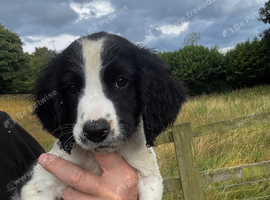 KC registered springer dog pup very well bred
