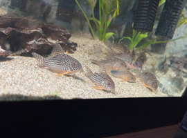 Breeding group of 7 Sterbai Cory