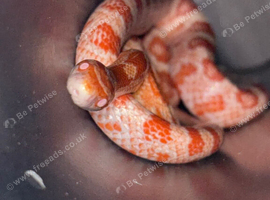 2 corn snakes. Girl is white and pink and boy is brownish orange