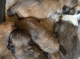 5 pugzu puppies
