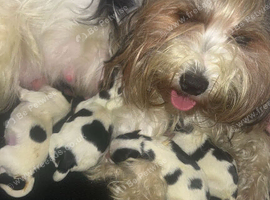 4 beautiful Biewer terriers
