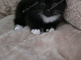 1 female black and white left