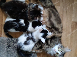 8 week old kittens