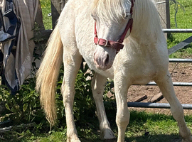 Maesderi Dakota
