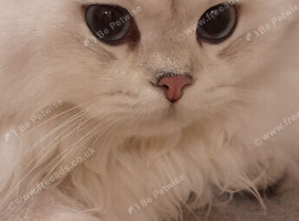 Pedigree TICA Eligible British Longhair