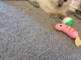 Ragdoll kitten needing new home