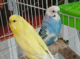 2 Budgies