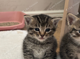 Half ragdoll kittens for sale