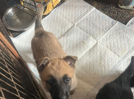 Belgium shepherd puppys