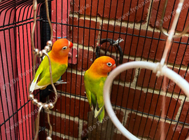 Lovebirds Pair