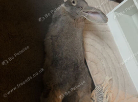 Giant continental x French lop