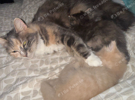 Female kittens