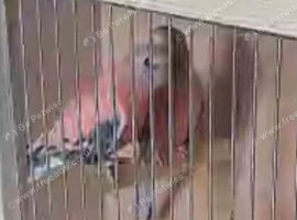 Reading pair of pink Burkie