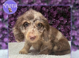 Beautiful Miniature Dachshund Puppies Ready Now