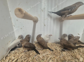Silverbills