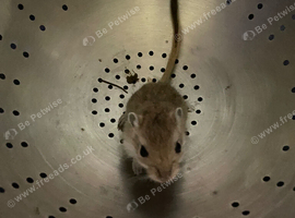 Baby gerbils