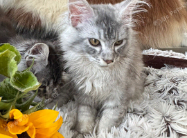OUTSTANDING MAINE COON KITTENS