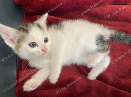 Beautiful kittens