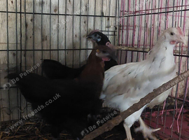 Chickens 11 weeks