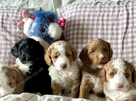 We are delighted to introduce our beautiful litter of Labradoodle puppies, lovingly raised in our family home and now ready for their forever families