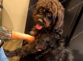 Beautiful cockapoo