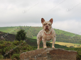 French bulldog stud