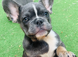 Reduced to &pound;950 ! Last French bulldog pup