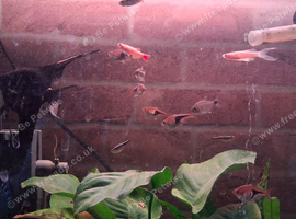 tanks & fish