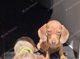 Stunning Miniature Dachshunds