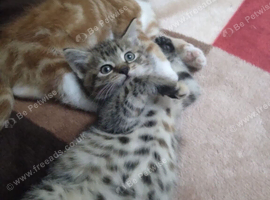 Kittens