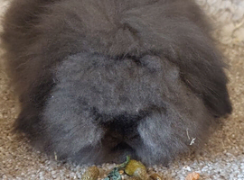 2 DM MINI LIONLOP Babys ready to reserve
