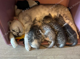 3 british shorthaired cross kittens