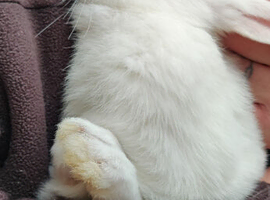 New Zealand White Pure Bred Rabbits
