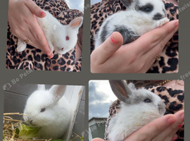 Gorgeous Mini Lop Babies &ndash; 6 Weeks Old