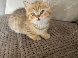 TICA reg Black golden spotted & shaded kittens