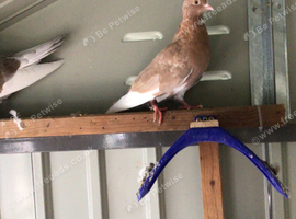Free pigeons