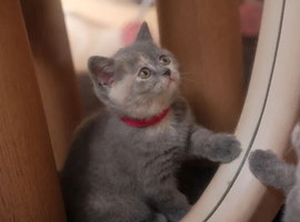 Beautiful litter of Scottish Fold & Scottish Straight kittens available from a loving family home