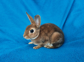 Mini rex rabbits