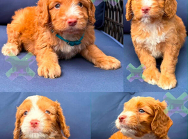 F1 apricot and fox red mini cockapoos 30 dna health tested clear