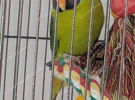 Plumhead Parakeets x 2