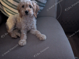 Male cockapoo