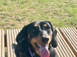Female Dachshund FOR SALE 1 year old