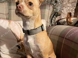 Perfect family dog