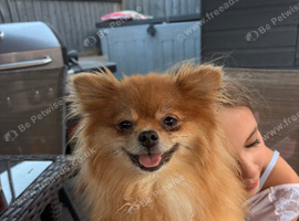 Outstanding Russian tiny Pomeranian