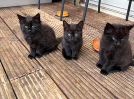 3 female kittens