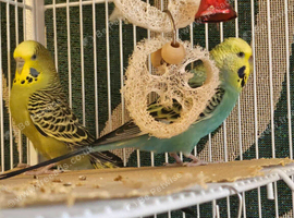 Seeking Experienced Owner for Disabled Budgie