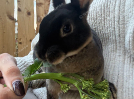 Mini Rex black otter Buck