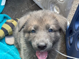 8 Stunning German Shepherd pups
