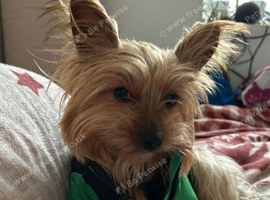 rehome yorkies