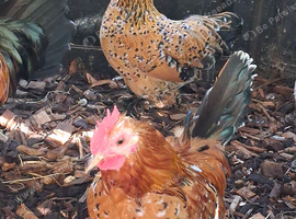 BANTAM PAIR.